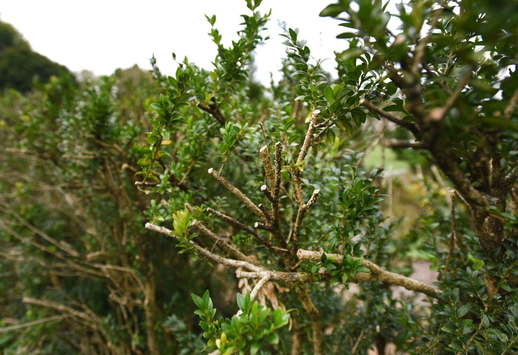 Reynolda Boxwoods